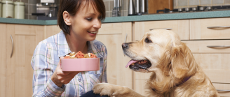 Repas maison pour chien